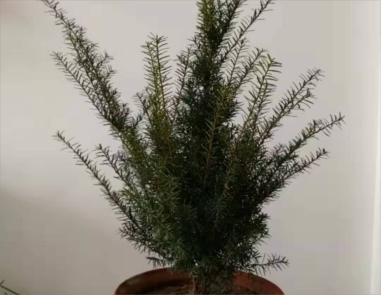 紅豆杉