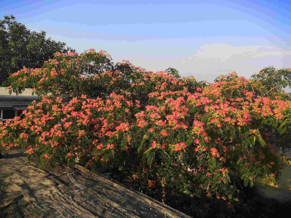 合歡開(kāi)花